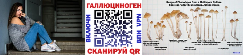 где купить   Магас  Псилоцибиновые грибы Cubensis 